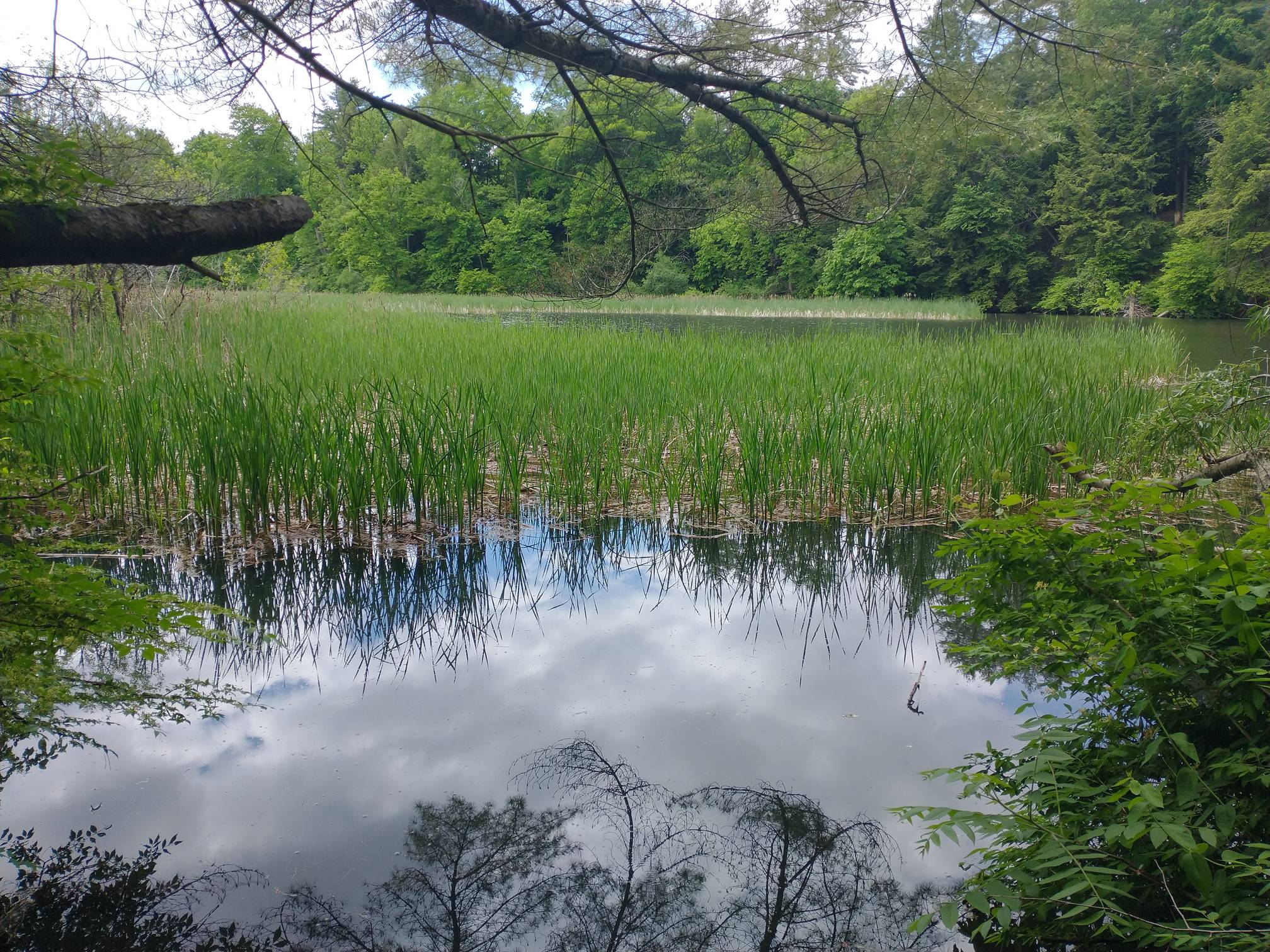 Mink Brook Trail Hanover, New Hampshire MyHikes